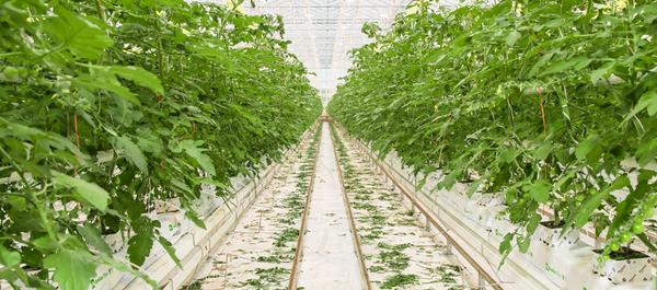 Sustainable water use in greenhouse horticulture
